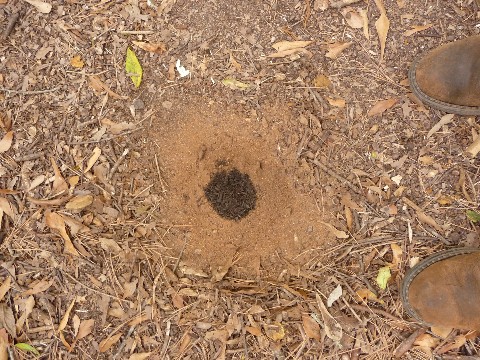 Hole Filled With Compost Medium Web view.jpg
